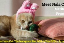 Meet Nala Cat: The Instagram Star With A Ton Of Fo - Tymoff