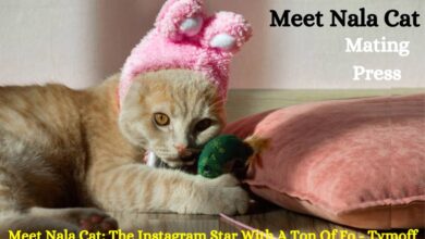 Meet Nala Cat: The Instagram Star With A Ton Of Fo - Tymoff