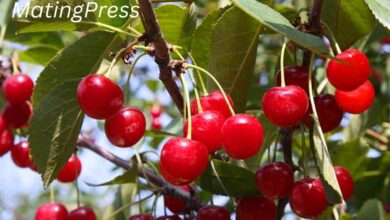 brouwer fruit - kersen verkoop