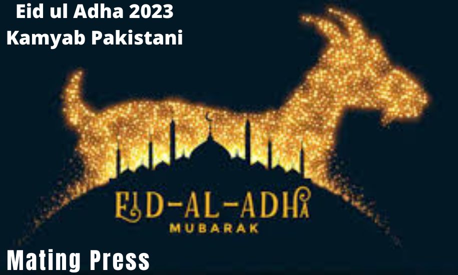 Eid ul Adha 2023 Kamyab Pakistani Celebration Mating Press