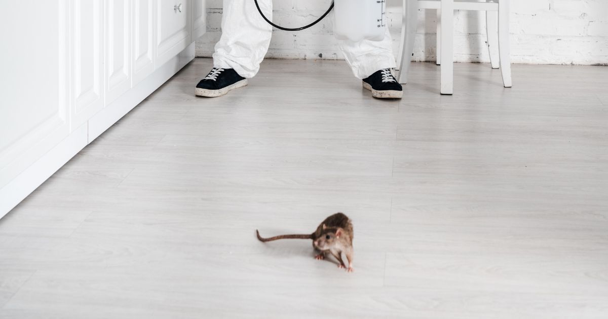 Professional Rat Exterminator