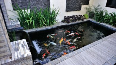 Healthy Pond
