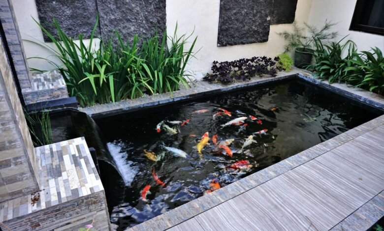 Healthy Pond