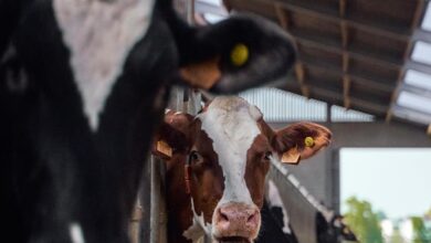 Feed Store Essentials