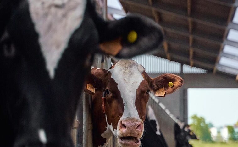 Feed Store Essentials